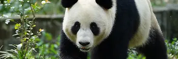 Panda “Lan Yun”, Giardino zoologico di Schönbrunn